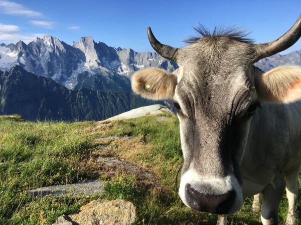 Bregaglia Shop